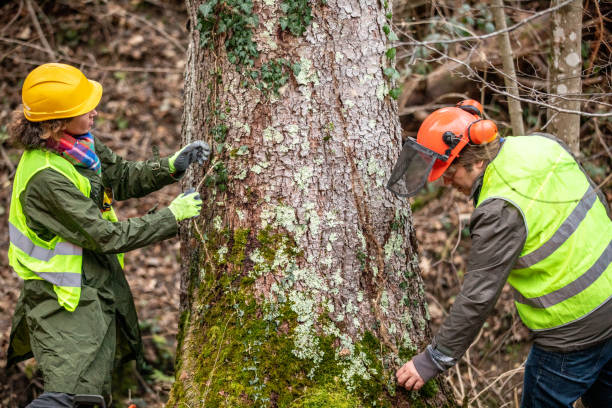 Best Arborist Consultation Services  in Bedford, IN