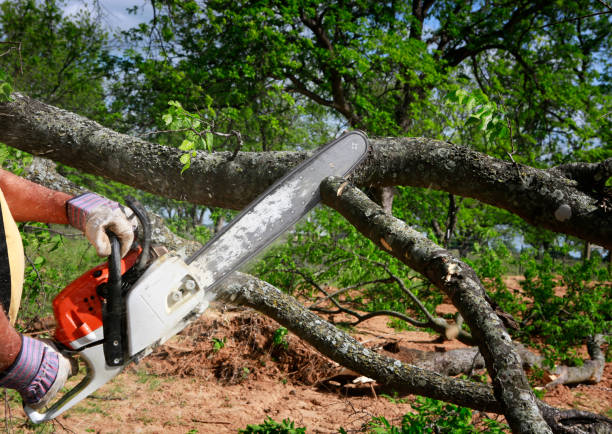 How Our Tree Care Process Works  in  Bedford, IN